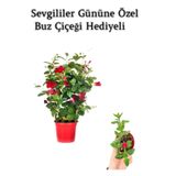 Kokulu Kırmızı Mandevilla Sarmaşığı Sevgililer Gününe Özel Buz Çiçeği Hediyeli, BTS001NU080222