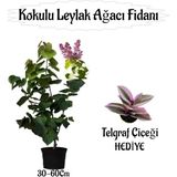 Kokulu Leylak Ağacı Fidanı 1 Adet Saksılı+Telgraf Çiçeği Hediye