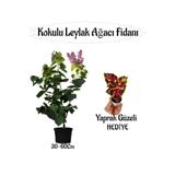 Kokulu Leylak Ağacı Fidanı 1 Adet Saksılı+Yaprak Güzeli Çiçeği Hediye, SRD04022025BYB1220