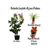 Kokulu Leylak Ağacı Fidanı 1 Adet Saksılı+Yaprak Güzeli-Kurdele Çiçeği Hediye, SRD04022025BYB1238