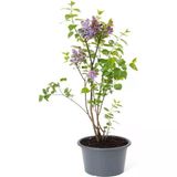 Kokulu Leylak Çiçeği Fidanı 1 Adet Saksılı 30-60 cm Bahçe Çiçeği (Syringa)