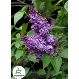 Kokulu Leylak Çiçeği Fidanı 1 Adet Saksılı 30-60 cm (Syringa)