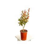Kokulu Leylak Çiçeği Fidanı 1 Adet Saksılı 30-60 Cm