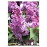 Kokulu Leylak Çiçeği Fidanı 1 Adet Saksılı 30-60cm Bahçe Çiçeği (Syringa)