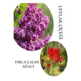 Kokulu Leylak Çiçeği Fidanı 1 Adet Saksılı 30-60Cm +Fırça Çalısı Fidanı 30-60Cm, BTS060624NA44