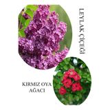 Kokulu Leylak Çiçeği Fidanı 1 Adet Saksılı 30-60Cm +Kırmızı Oya Fidanı 30-60Cm, BTS060624NA49
