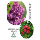 Kokulu Leylak Çiçeği Fidanı 1 Adet Saksılı 30-60Cm +Kırmızı Oya Fidanı 30-60Cm, GDBTS060624NA49