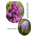 Kokulu Leylak Çiçeği Fidanı 1 Adet Saksılı 30-60Cm +Mor Salkım Fidanı 30-60Cm