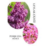 Kokulu Leylak Çiçeği Fidanı 1 Adet Saksılı 30-60Cm +Pembe Oya Fidanı 30-60Cm, BTS060624NA46