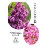 Kokulu Leylak Çiçeği Fidanı 1 Adet Saksılı 30-60Cm +Pembe Oya Fidanı 30-60Cm, GDBTS060624NA46