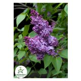 Kokulu Leylak Çiçeği Fidanı 1 Adet Saksılı 30-60cm (Syringa)