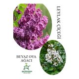 Kokulu Leylak Çiçeği Fidanı 1 ADET Saksılı 30-60Cm+Beyaz Oya Fidanı 30-60Cm