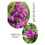 Kokulu Leylak Çiçeği Fidanı 1 ADET Saksılı 30-60Cm+Mor Oya Fidanı 30-60Cm