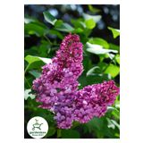Kokulu Leylak Çiçeği Fidanı 1 ADET Saksılı/Tüplü (30-60Cm) Behçe Peyzaj Bitkisi