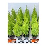 Kokulu Limon Çamı Fidanı 40 Adet Tüplü 15-25cm Hesperocyparis Macrocarpa