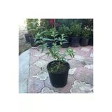 Kokulu Limon Otu Melisa Fidanı 10-20 Cm