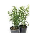 Kokulu Melisa Çiçeği 2 Adet Saksılı/ Tüplü 30-60cm Bahçe Bitkisi