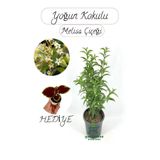 Kokulu Melisa Çiçeği Saksılı 30-50Cm +Yaprak Güzeli Hediye