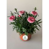 Kokulu Pembe Ebruli Karanfil Çiçeği 15-25 cm Saksılı Bahçe Balkon Çiçeği