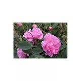 Kokulu Pembe Gül Fidanı 10-20 Cm