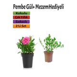 Kokulu Pembe Gül Fidanı (15-25 Cm) Mezem Hediyeli Dış Mekan Bitkisi, BTSNU2102202417