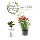 Kokulu Reçellik Iparta Gülü Fidanı 1 Adet Saksılı 30-60Cm + Para Çiçeği