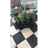 Kokulu Reçellik Pembe Isparta Yağ Gülü Fidanı 15-25 Cm