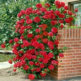 Kokulu Red Beauty Kirmizi Yediveren Sarmasik Gul Tohumu (5 Tohum)