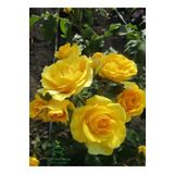 Kokulu Sarı Renk Gül Fidanı 1 Adet Saksıda 30-50Cm (Yellow Rose)