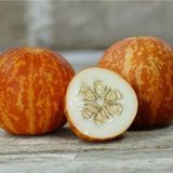 Kokulu Süs Kavunu Saksı+toprak Seti