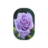 Kokulu Yediveren Gül Fidanı Lila 10-20 Cm
