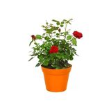 Kokulu Yediveren Kırmızı Gül Fidanı 10-20 Cm