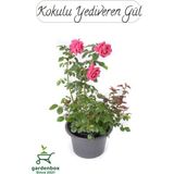Kokulu Yediveren Pembe Renk Gül Fidanı 1 Adet Saksılı 30-50 cm