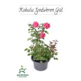 Kokulu Yediveren Pembe Renk Gül Fidanı 1 Adet Saksılı 30-50Cm