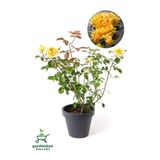 Kokulu Yediveren Sarı Renk Gül Fidanı Saksıda Bahçe Bitkisi 30-50Cm