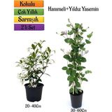 Kokulu Yıldız Yasemin+Kokulu Hanımeli Çiçeği Fidanı 2'li Bahçe Peyzaj Seti