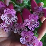Koleksiyonluk Bts Maggie Kohleria Japon Küpelisi Çiçeği Fidesi (Mini Potta)