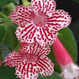 Koleksiyonluk Frances Kohleria Japon Kupelisi Cicegi Fidesi (Mini Potta)