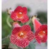 Koleksiyonluk Olla Mm's 0119 Kohleria Japon Küpelisi Çiçeği Fidesi (Mini Potta)
