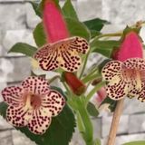 Koleksiyonluk Rf's 3 Kohleria Çiçeği Fidesi Kohleria Japon Küpelisi Çiçeği Fidesi (Mini Potta)