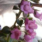 Koleksiyonluk X Gloximannia Arion Kohleria Çiçeği Fidesi Kohleria Japon Küpelisi Çiçeği Fidesi (Mini Potta)
