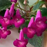 Koleksiyonluk X Smithicodonia Joy Kohleria Japon Küpelisi Çiçeği Fidesi (Mini Potta