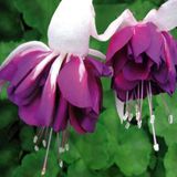 Koleksiyonluk Xxl Çiçekli Katmerli Marbeller Double White Purple Küpe Çiçeği Fidesi 1 Adet