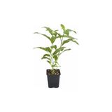 Kolonya Limon Çiçeği Melisa 10-20 Cm
