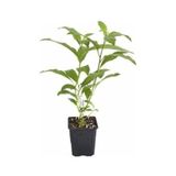 Kolonya Limon Çiçeği Melisa 20-40 Cm
