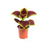Kolyos Coleus Çiçeği Fidanı 1 Adet 10-20 Cm