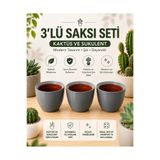 kolyosmarket 3'lü Dekoratif Saksı Seti | 5,5 cm Sukulent ve Kaktüs Üretim Saksısına Uyumlu | Modern Gri Saksı