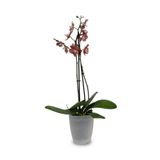 kolyosmarket plant-home Beyaz Dekoratif Orkide Saksısı - 12 Lik Üretim Saksısına