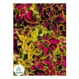 Kolyoz Yaprak Güzeli 1 Adet Saksılı 15-25Cm Balkon Çiçeği, SRD03022025BYB912