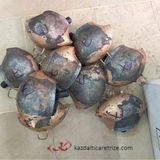Komodo Hayvan Çanı (Zil) No7